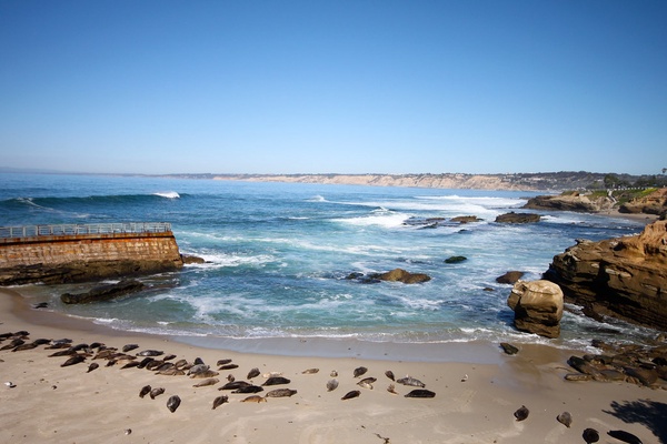 Viewing the seals in La Jolla is a great way to have fun and see California on a budget!
